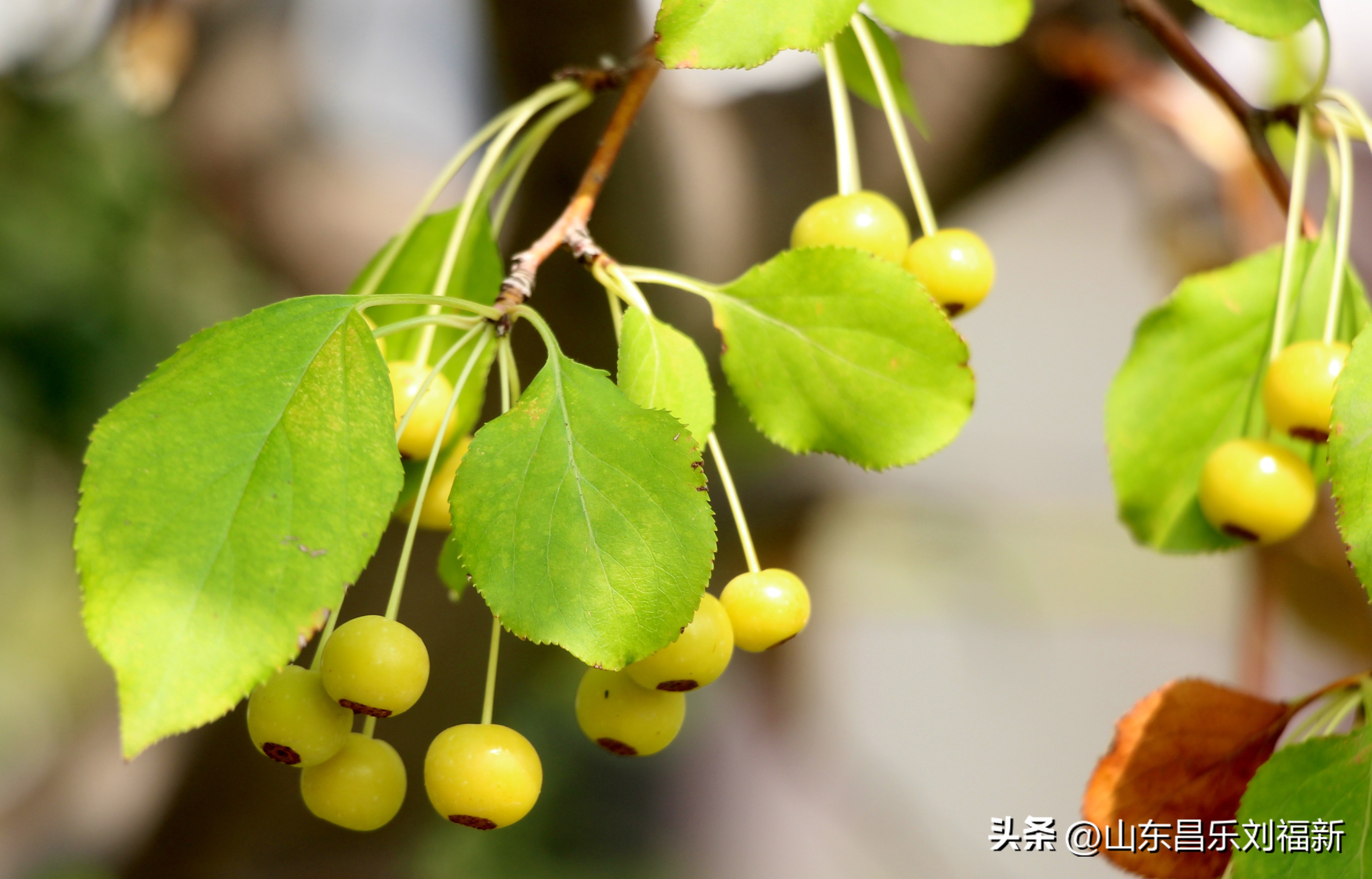 碧水龙庭深圳7栋4单元,顺光风景片拍摄