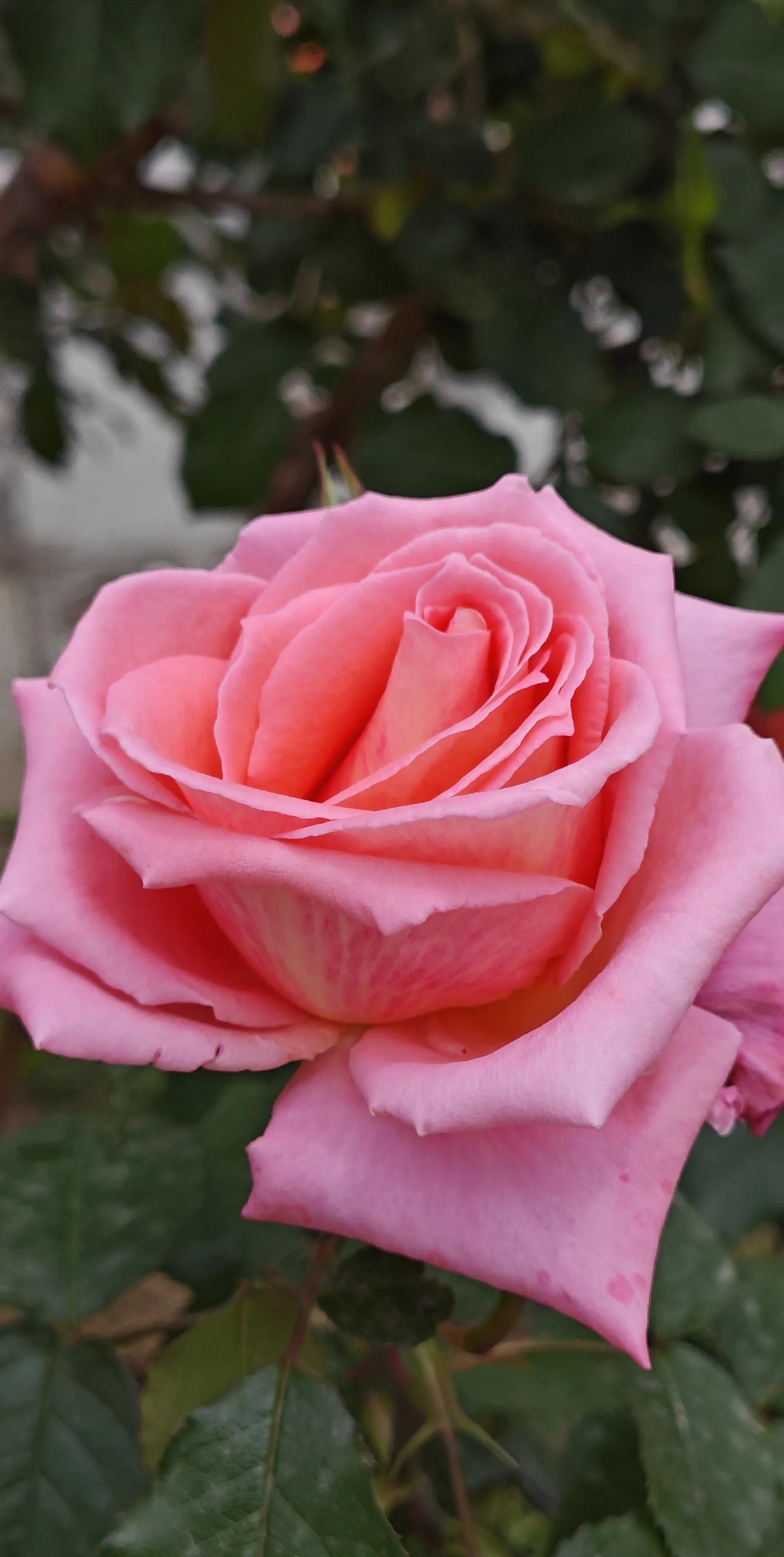 春天的月季花的描写,春天的月季花是什么颜色