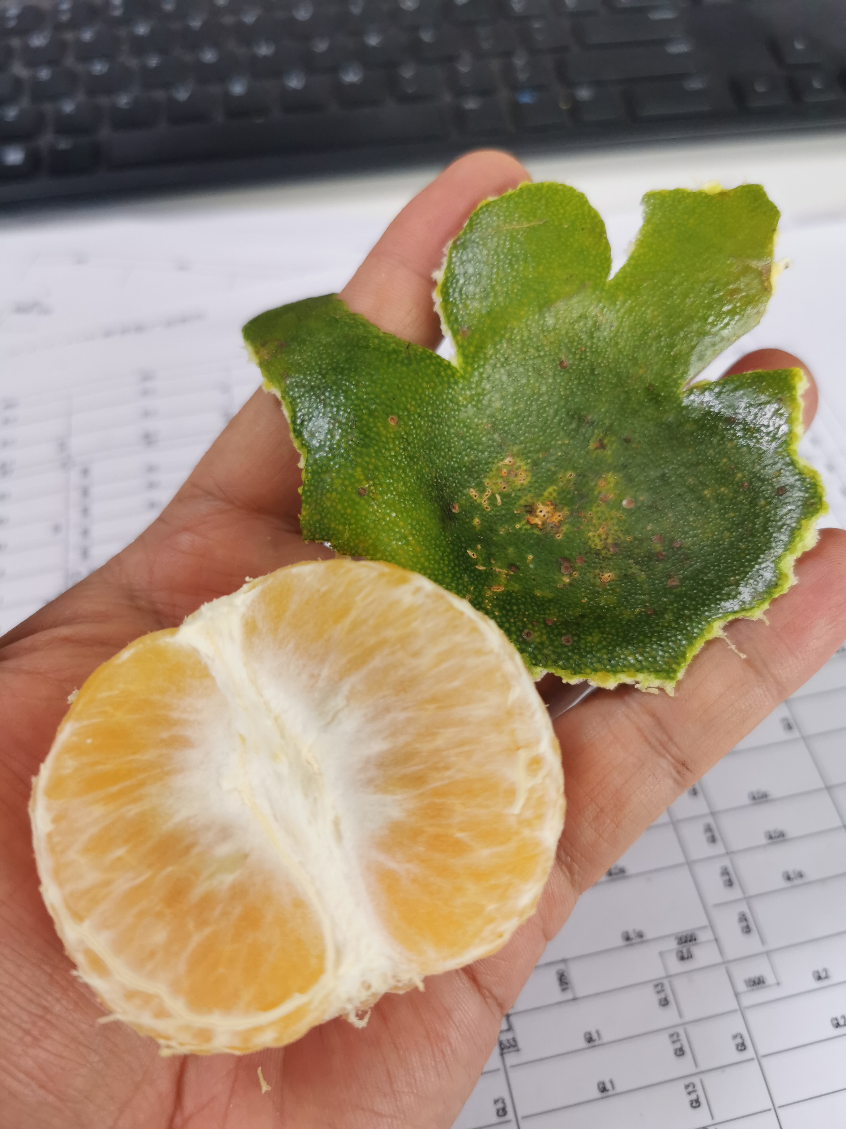 青山印尼项目,青山印尼钢铁厂