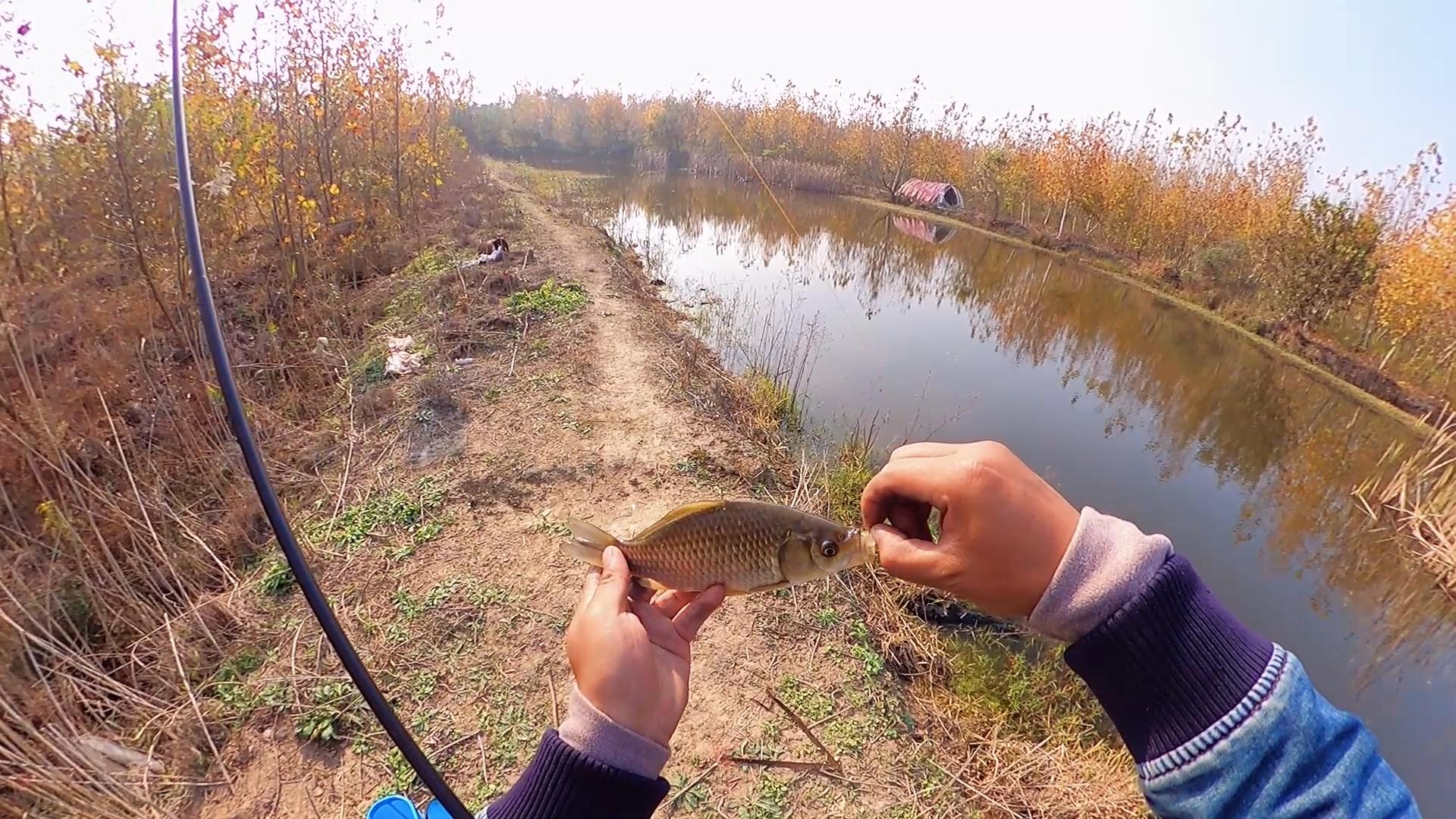 夏天小鱼闹窝能用大泡铅钓鲫鱼吗,冬天钓鲫鱼小杂鱼闹窝