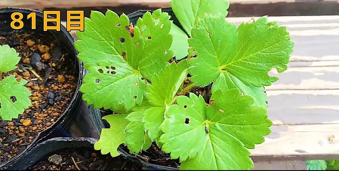 眼镜哥400天阳台种出超市69元草莓,沉浸式体验1年挣36万,太疯狂