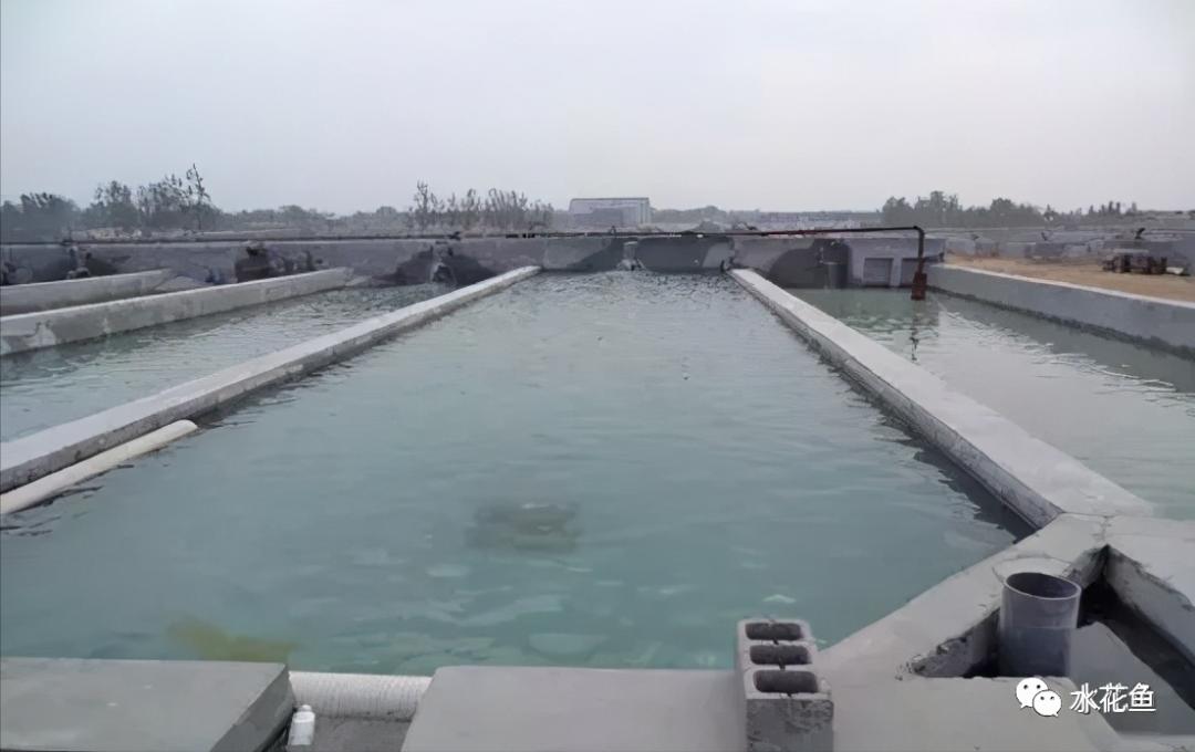 家鱼养殖如何投苗,养殖鱼技术和鱼苗