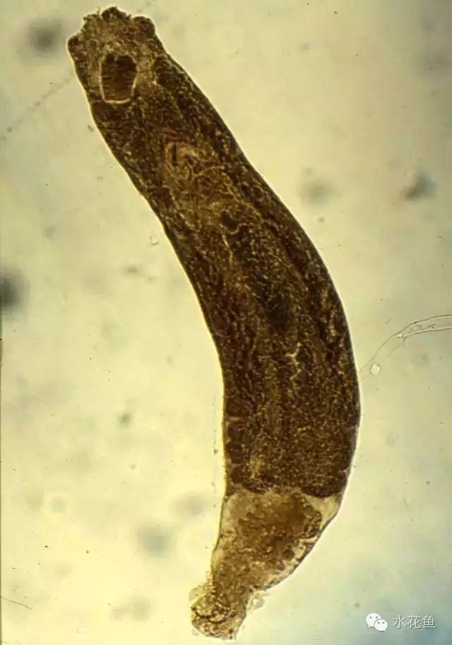 鱼常见的寄生虫以及症状,怎么区分鱼身上的钉虫和孢子虫