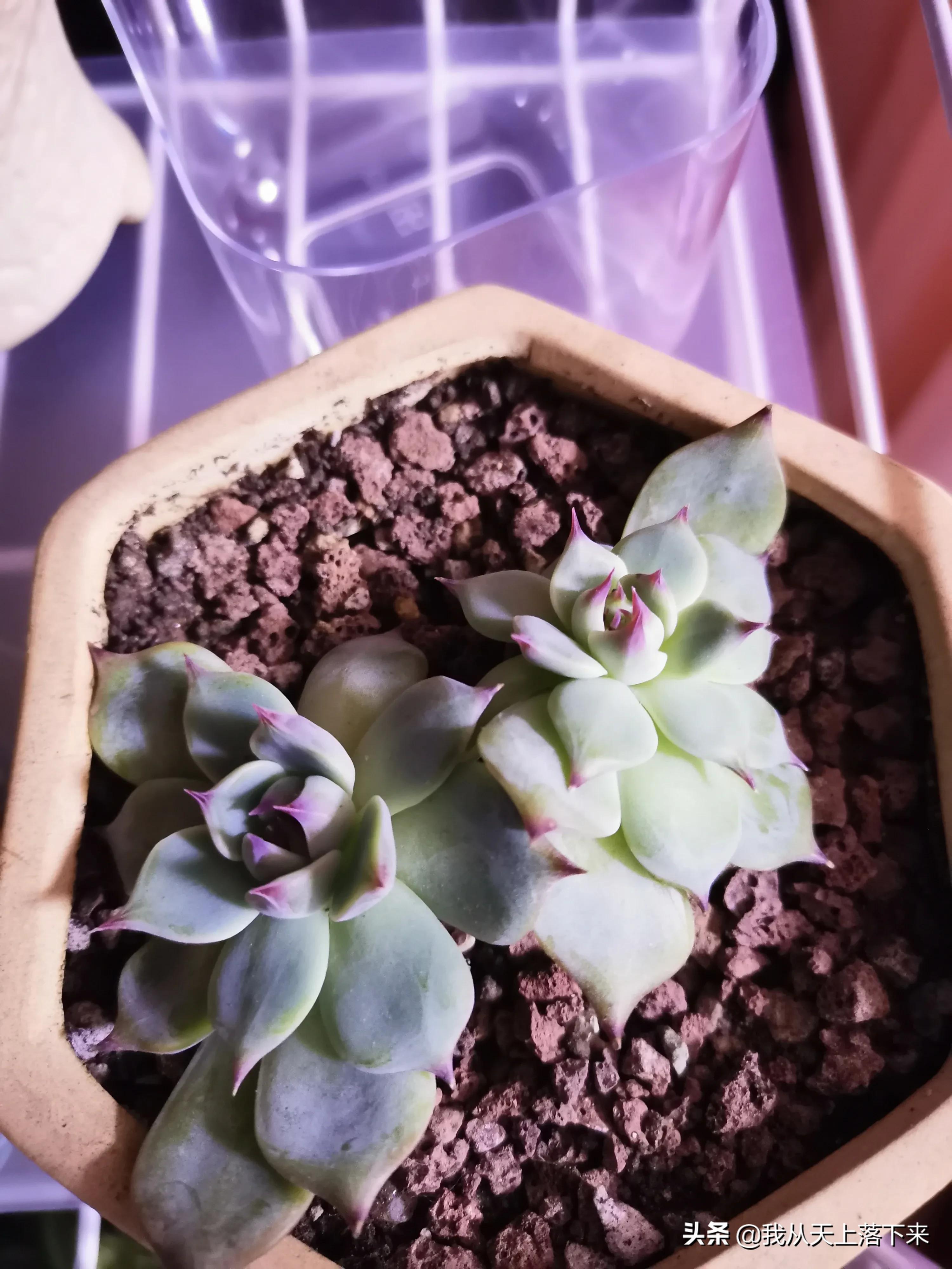 多肉品种及图片大全欣赏,多肉品种辨别图片大全欣赏