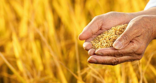 为什么美国宁愿赔钱也要出口粮食,美国向中国出口粮食