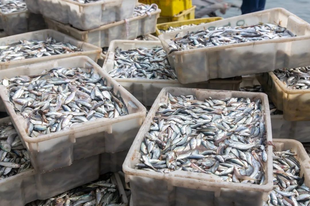 这座海滨小城可真美丽,小众旅行海边小城市