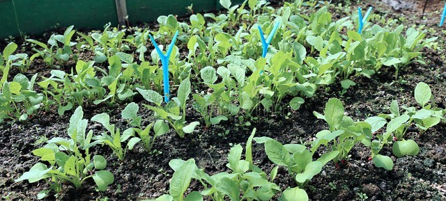 抗癌蔬菜配方大全,抗癌食谱30个菜谱炖鸡