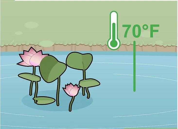 怎么种植莲花盆栽,如何种植莲花芋头