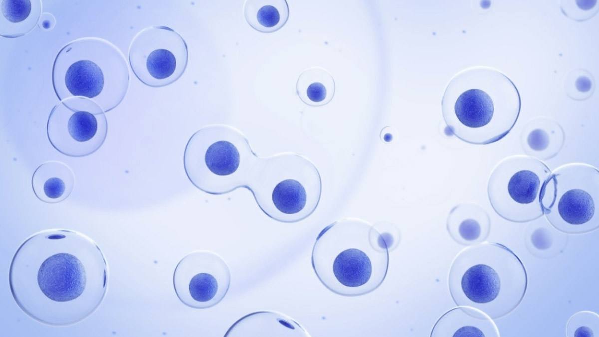 永生的灯塔水母有记忆吗,灯塔水母能永生的详细研究