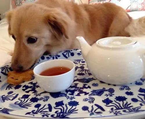 狗狗经常喝粥好吗,狗狗经常喝茶水好吗