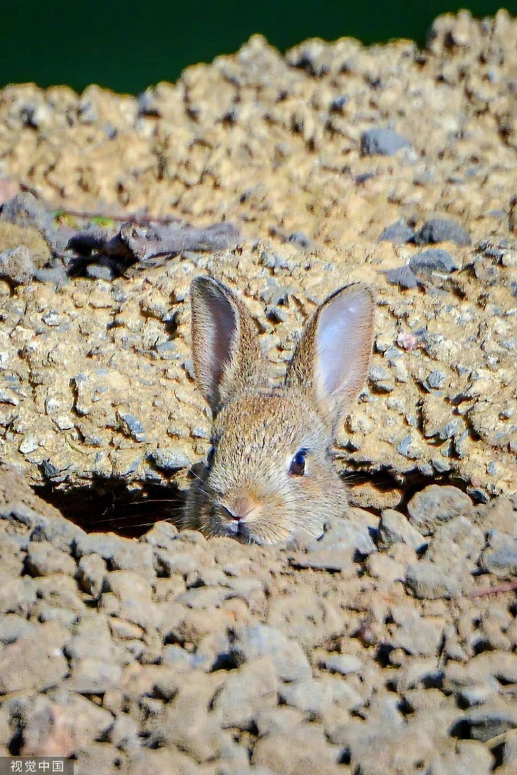 原来，你是这样的兔兔！｜网络中国节·春节
