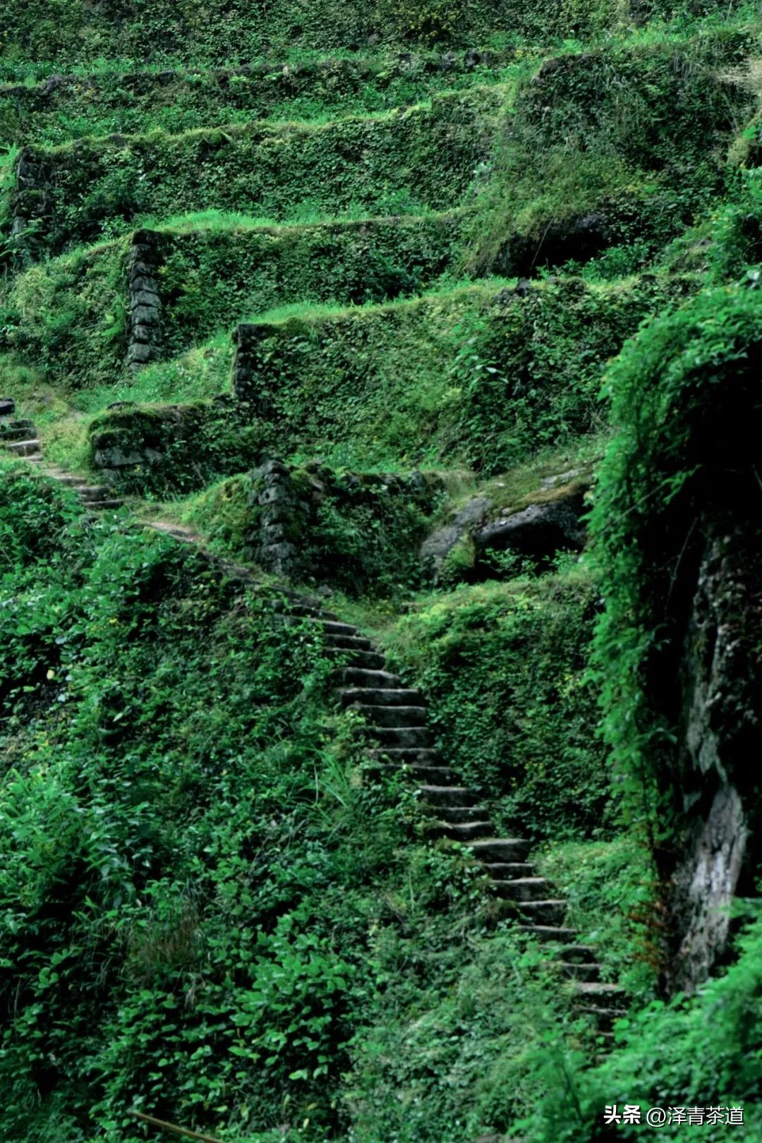 “自古名寺出名茶”，什么样的茶才能称为禅茶呢？