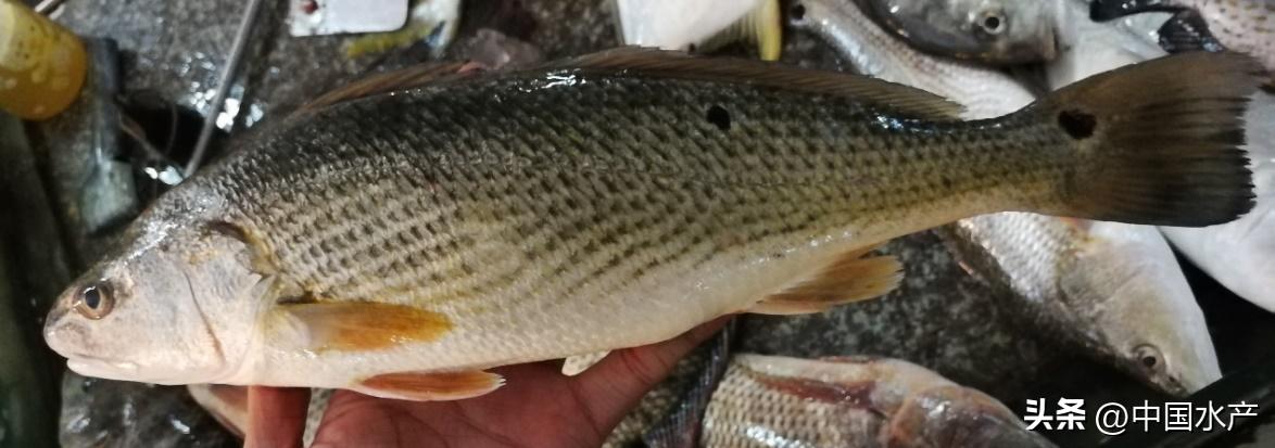 水生外来物种入侵防控工作方案,水生动物防疫