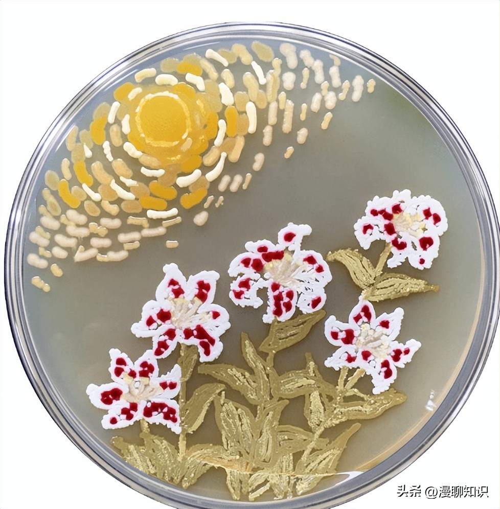 马立克氏病是由疱疹病毒引起的,马疱疹病毒症状