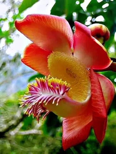 菩提树风景视频,菩提树唯美视频