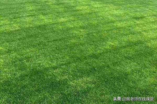 草坪园林景观设计,园林景观和草坪景观区别