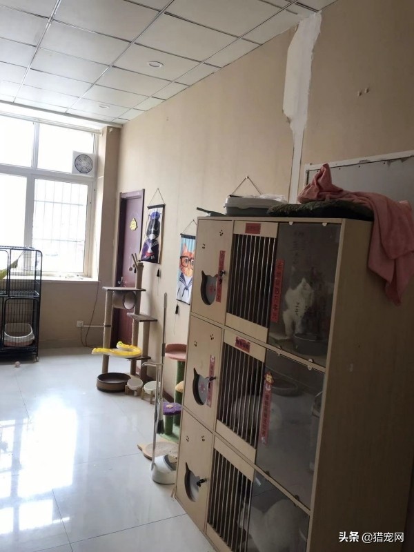 宠物店宠物美容师工资,宠物店美容师工资怎么拿的