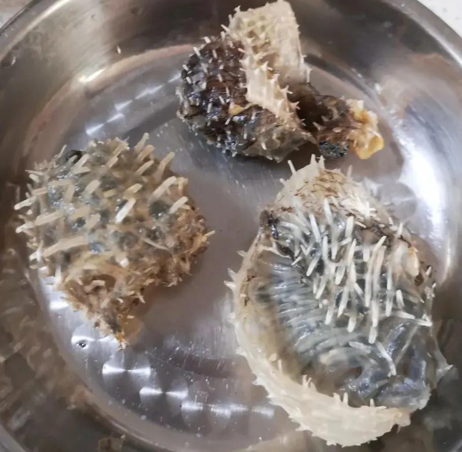 刺猬皮外敷促进皮肤生长,刺猬皮止血