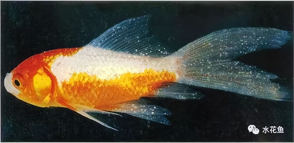 12种水产病害防治,你对水产动物病害的初步认识