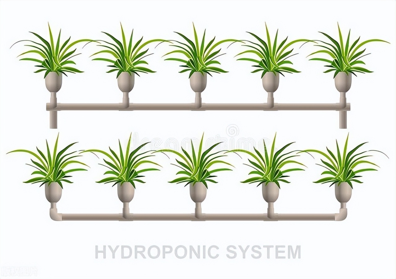 吊兰上有小虫子,吊兰里边有一些小虫子怎么办