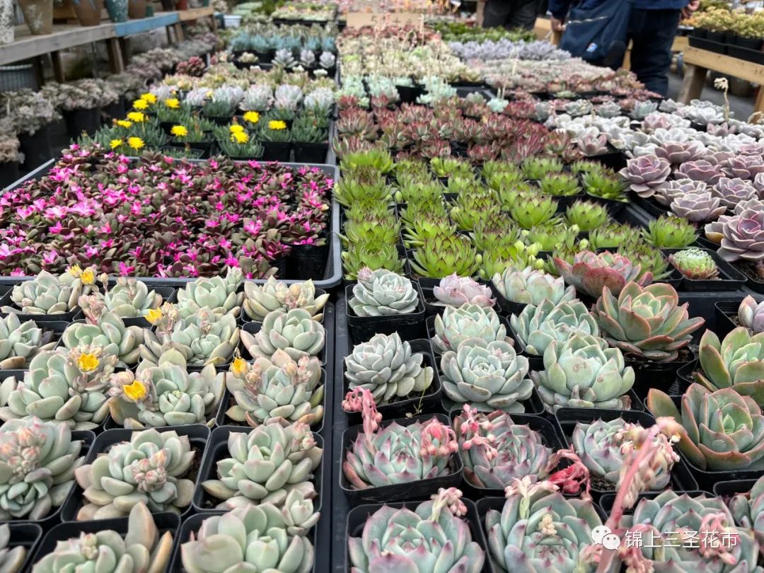 成都花市营业时间,成都2024花市时间表