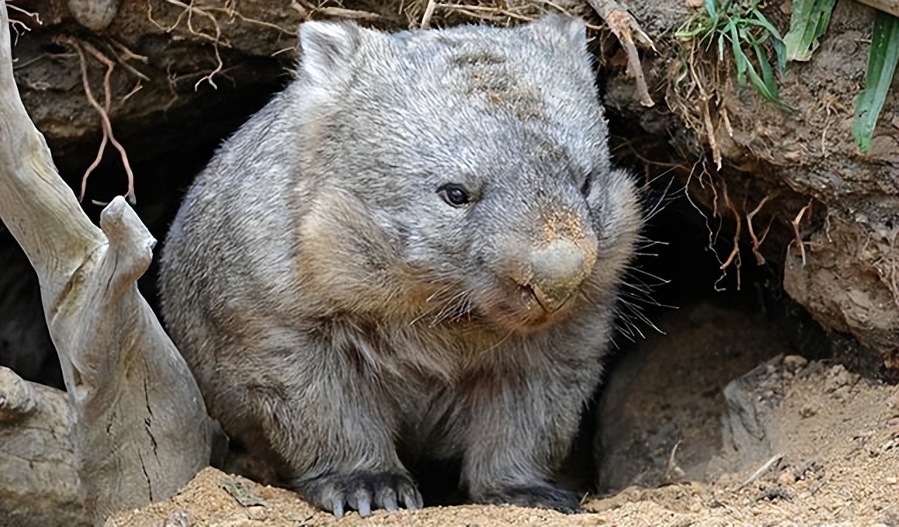 澳洲动物喂宝宝,哪种动物用粪便喂宝宝
