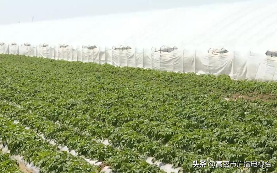 高密胶河土豆种植,高密秋土豆什么时候收获