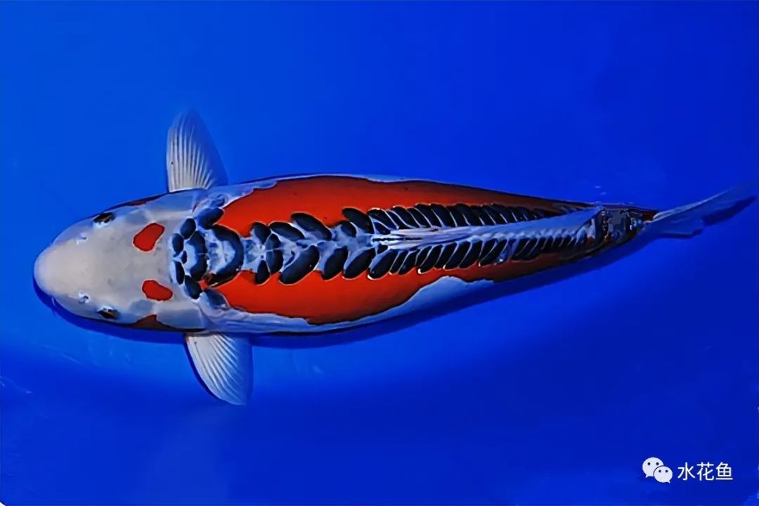 锦鲤的种类和图片大全,常见的十种锦鲤品种图片