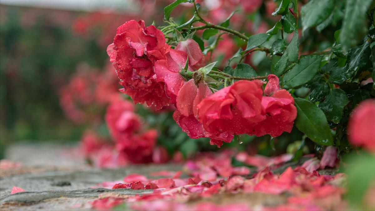 古诗三首苏轼描写春天的诗句,苏轼描写春天的诗句古诗