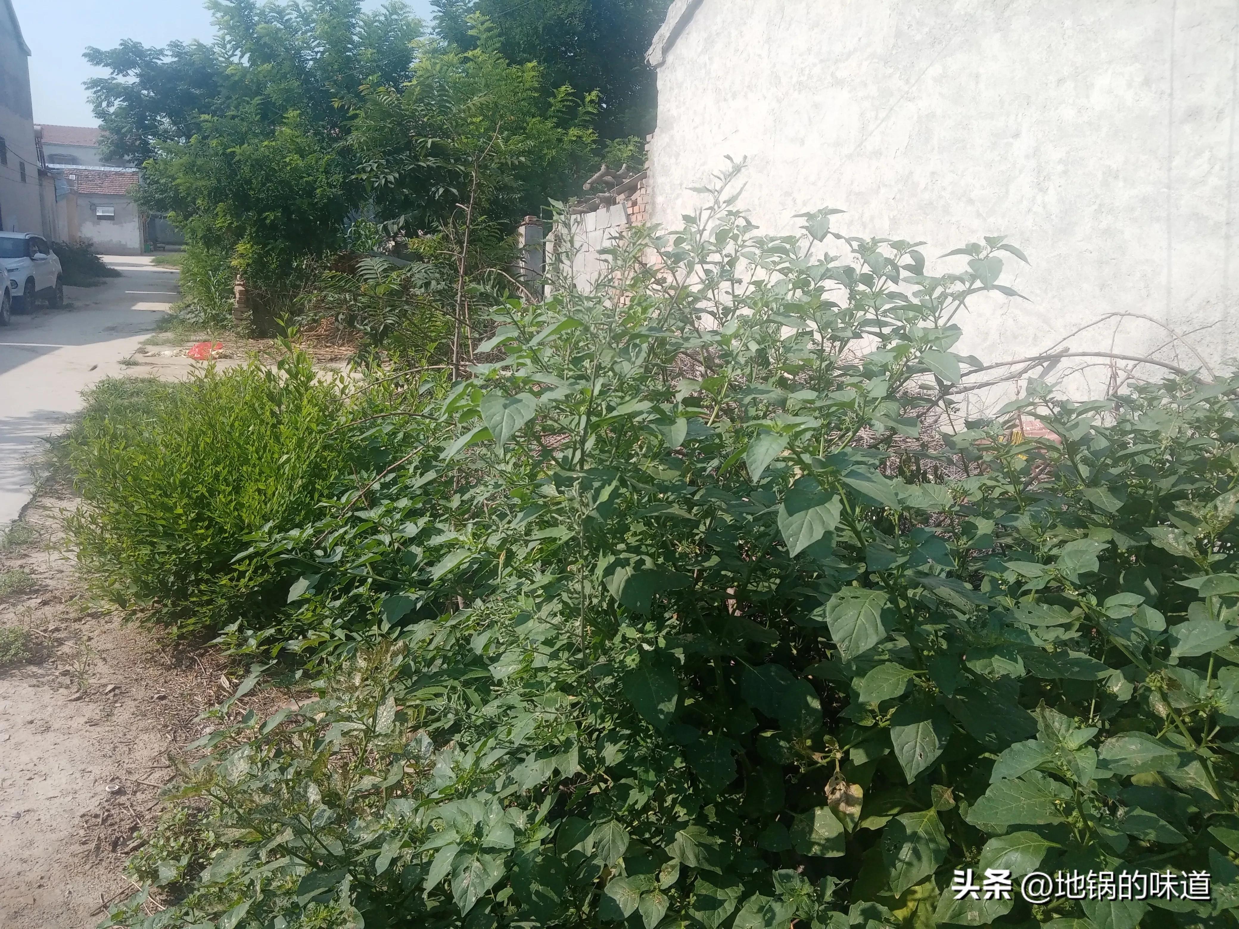 明日入伏别忘给家人吃伏天六宝,明日入伏三伏天应注意什么