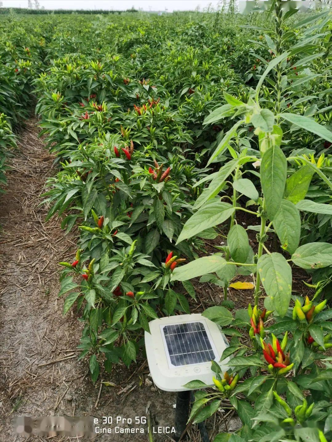 武汉小哥1年花2580种菜，5G远程浇水施肥，手机摘菜4小时快递到家