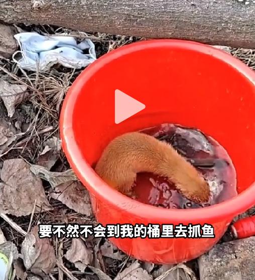 钓鱼佬被抢劫,湖北一钓友常被黄鼠狼“打劫”