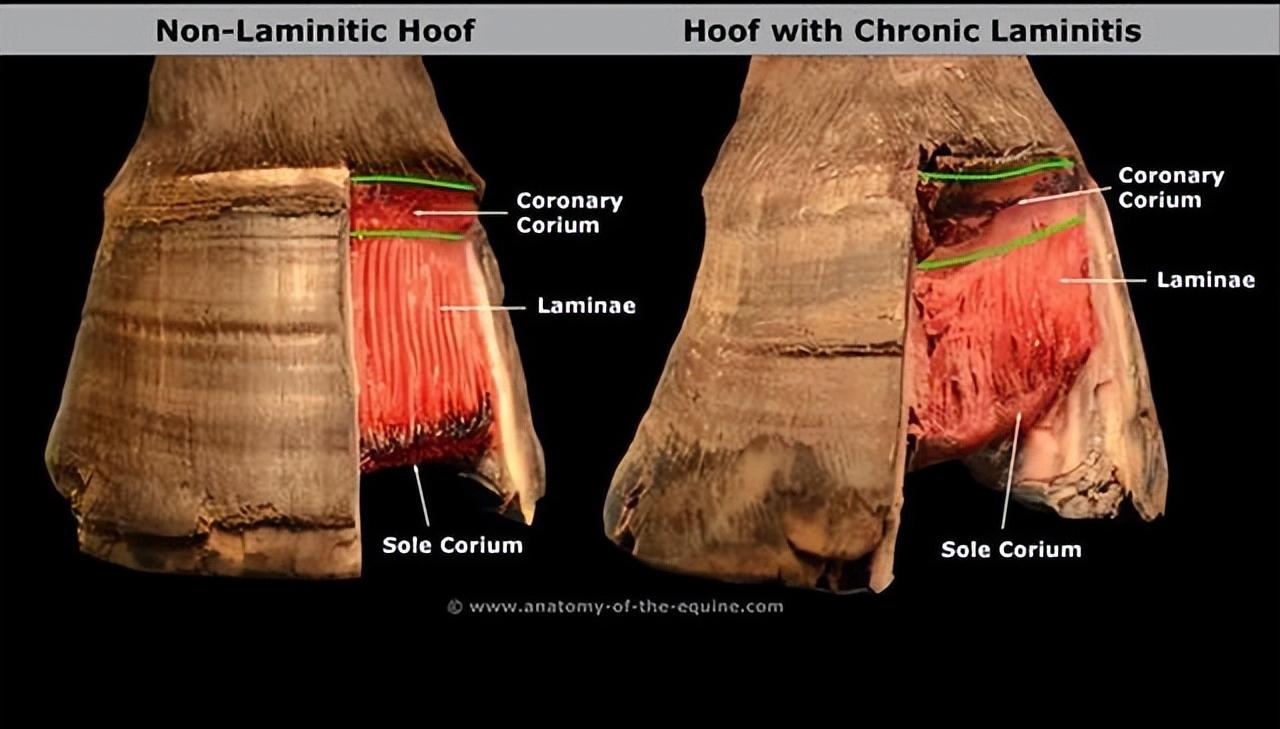 5吨重的大象有多可怕,重5吨的大象