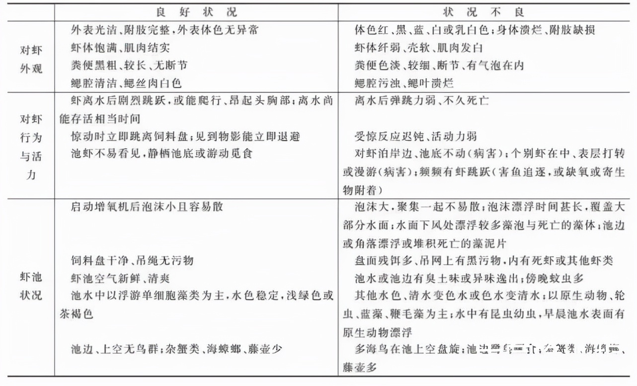 对虾碘消毒注意事项,对虾养殖注意事项