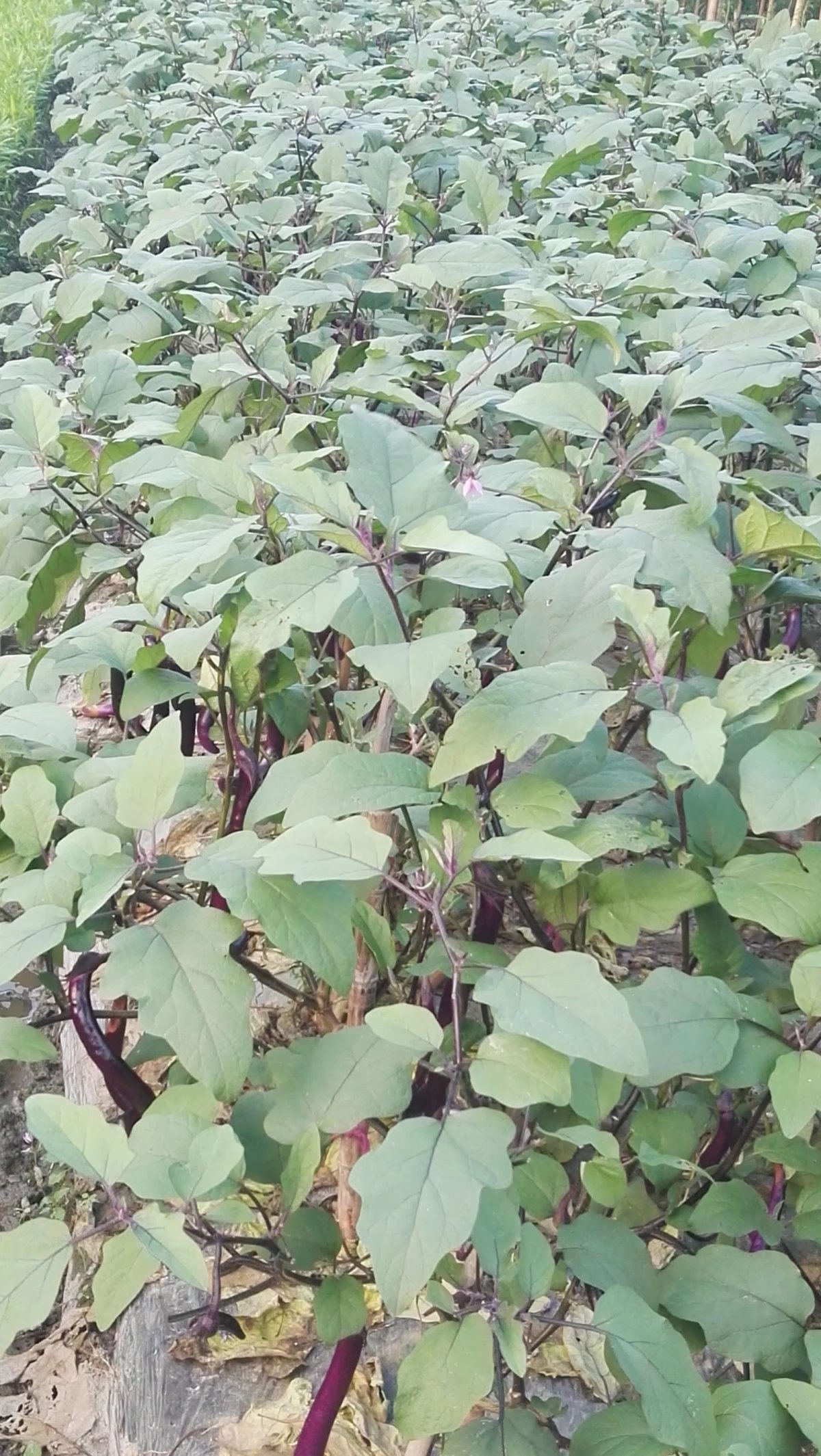 陕西省渭南市赤水镇特产,渭南乡村记忆