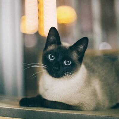 猫中二哈还真的与众不同,网友称为猫中二哈指的是什么猫