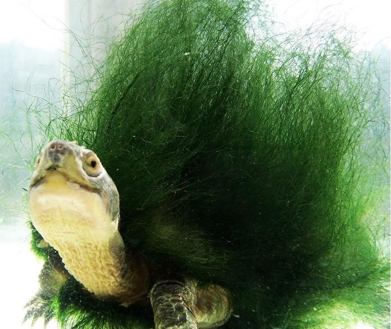 世界最老的绿毛龟是什么龟,珍稀乌龟绿毛龟
