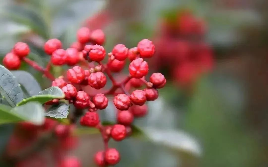 四川大山里有啥名贵药材,四川农村的十大特产
