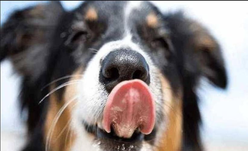 母狗爱舔人？不！它只是想向你表达它对你的爱