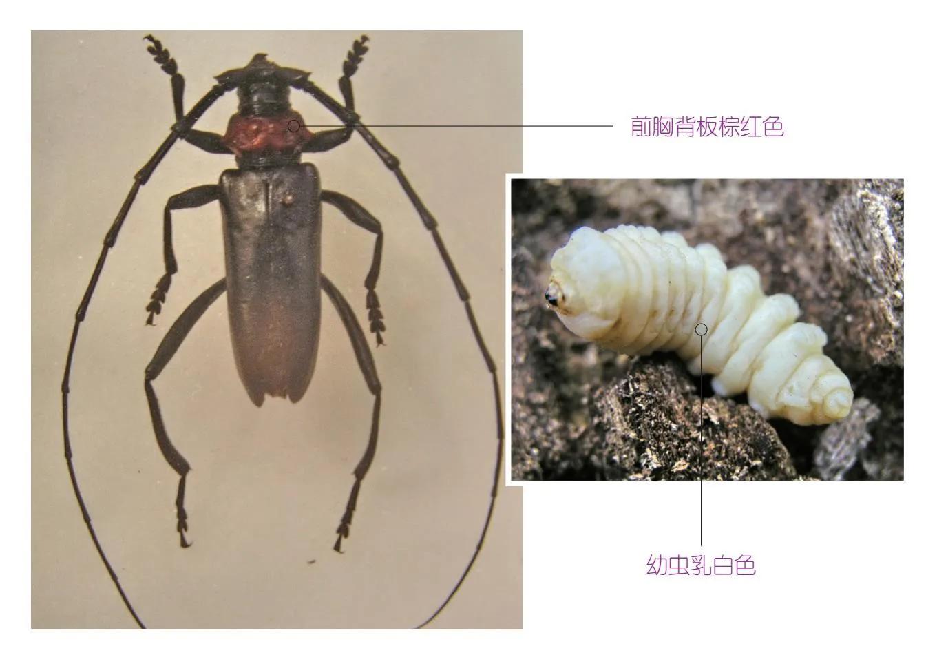 30种可以吃且美味的虫子图,33种昆虫图片大全