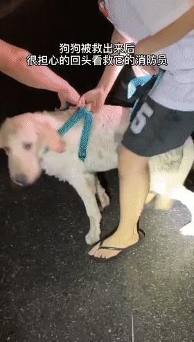 狗狗掉入冰冷水中急待救援,狗狗掉深井里面救它出来