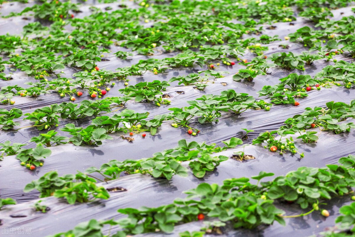 红艳的草莓,草莓红的正常吗