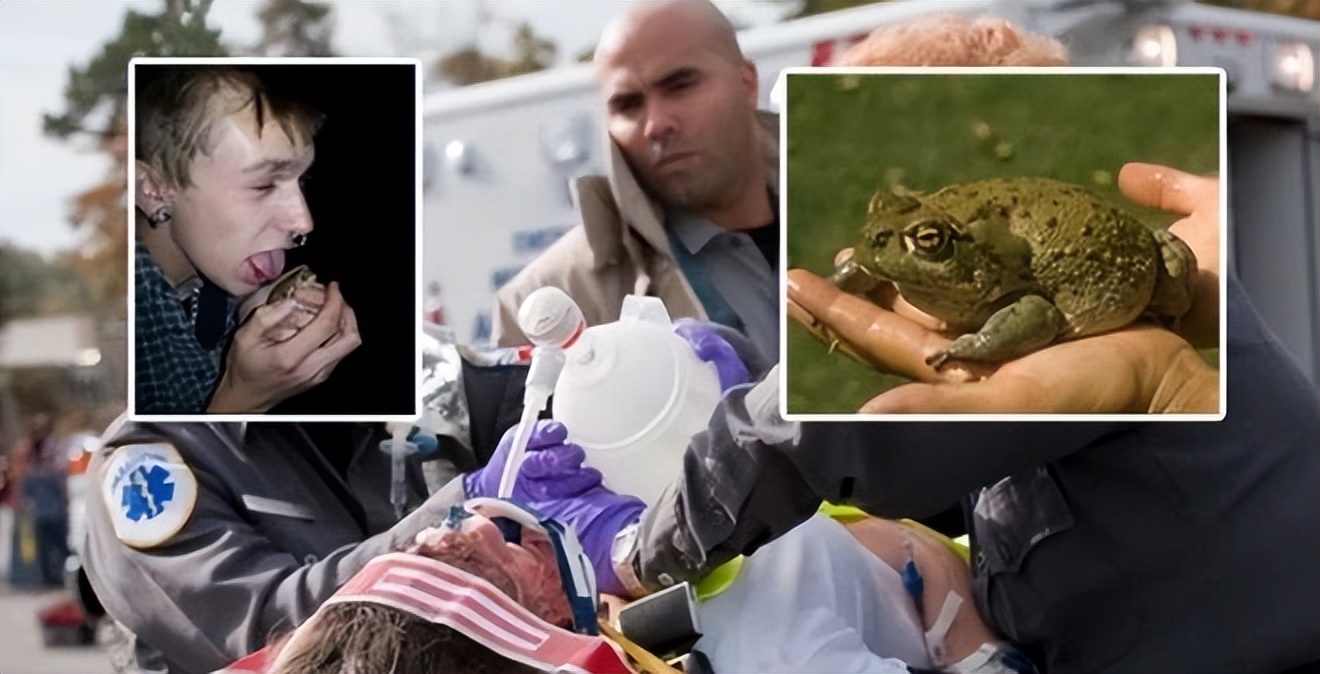 美国年轻人舔癞蛤蟆,美国人舔癞蛤蟆中毒治的好吗