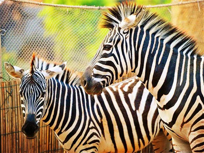 广东观音山国家森林公园全部景点,广东最美公路自驾s244线沿途景点