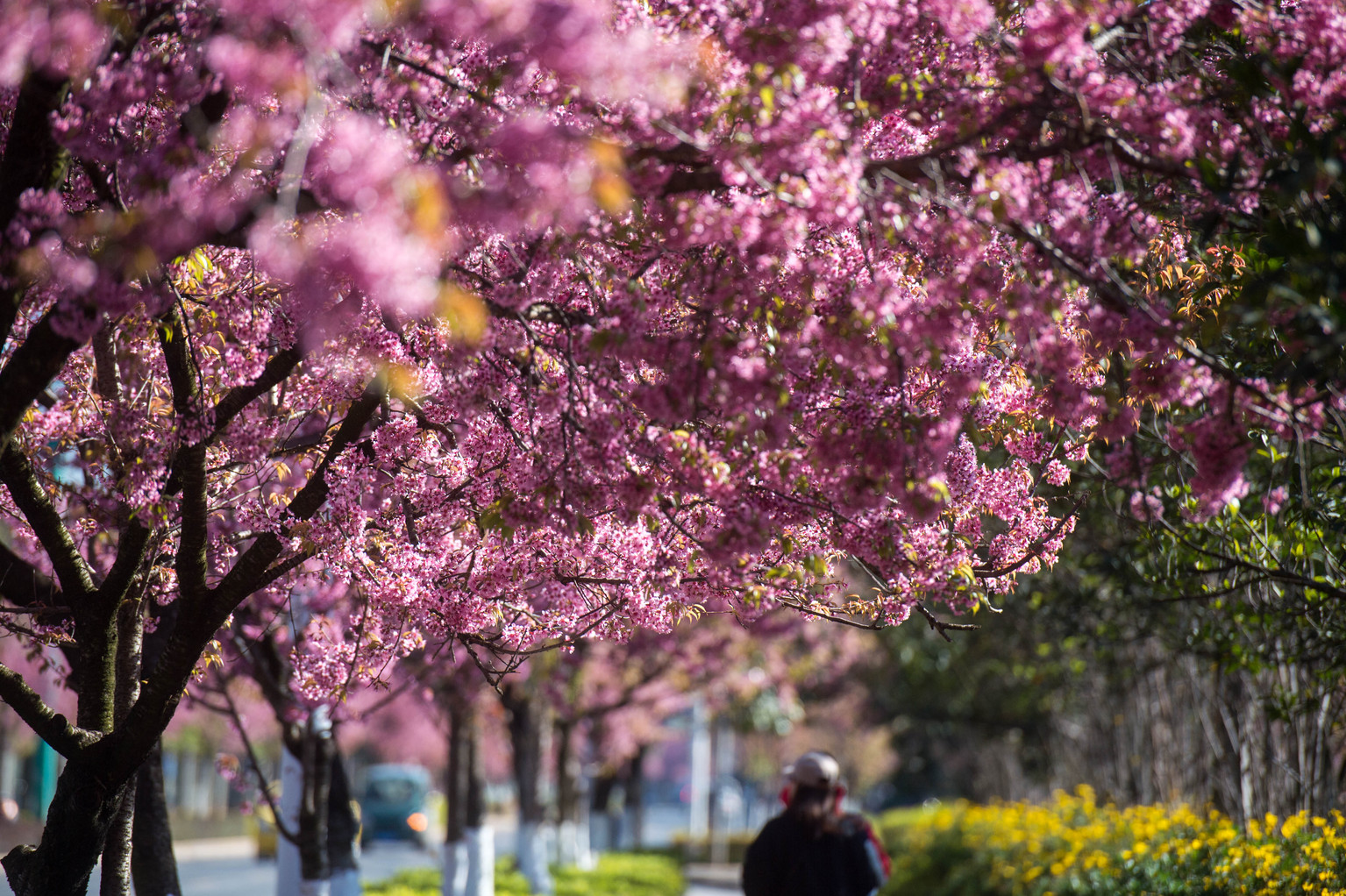春节去云南哪里游玩有特色,春节除了云南还有哪里好耍