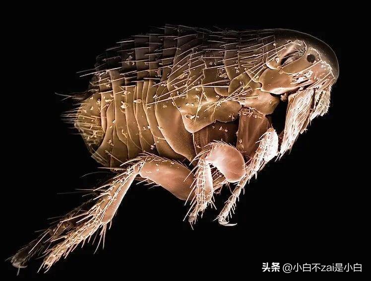 显微镜观察昆虫脸视频,昆虫在显微镜下的真正面目