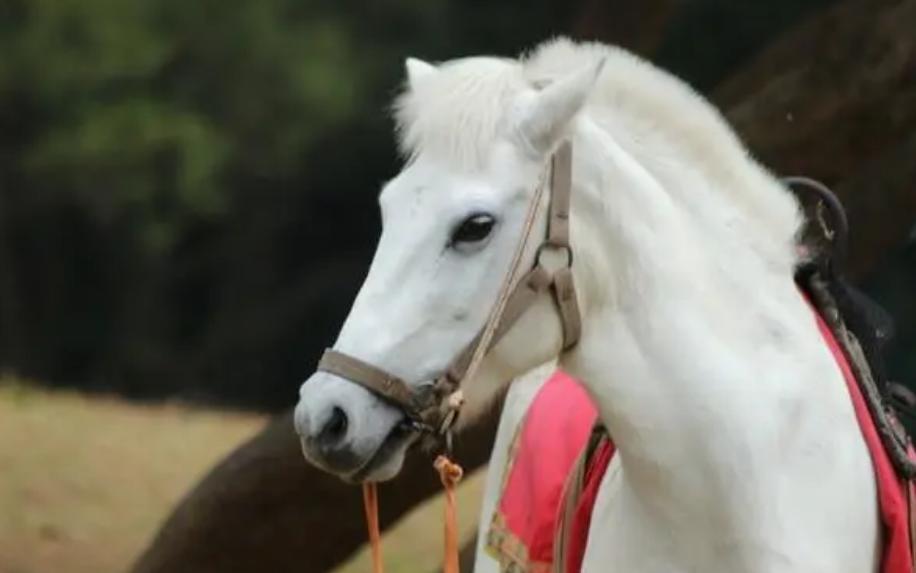 白龙马惨死马棚完整版,白龙马剧组解散后杨洁为何落泪