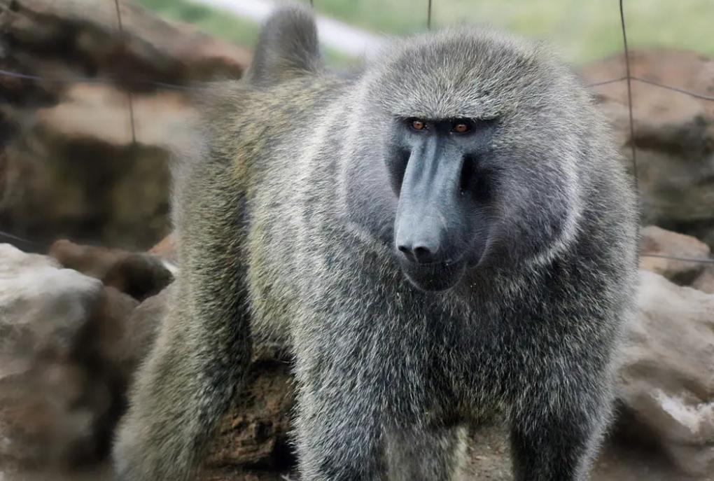 进击的狗群：非洲野狗在三年内，干掉了五十多只狒狒