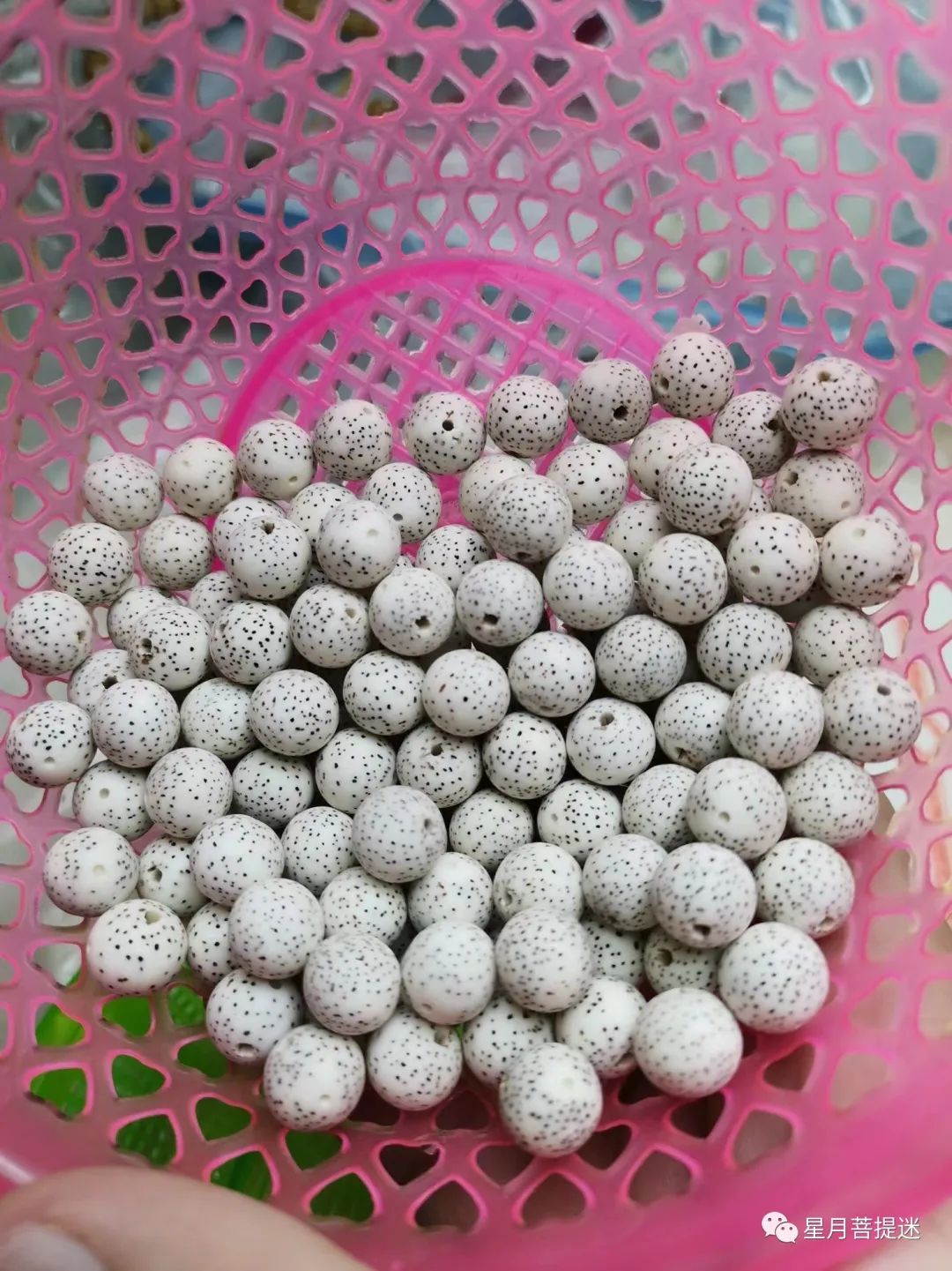 新手买星月便宜吗,新手买星月什么价位