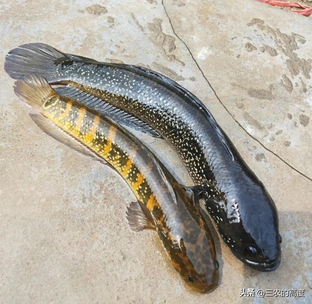 河鲜四大名鱼,最顶级的河鲜鱼